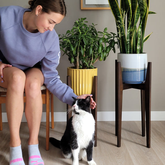 Stained Walnut Stands